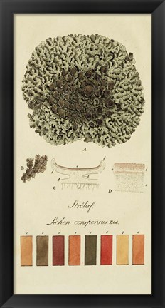 Framed Species of Lichen VI Print