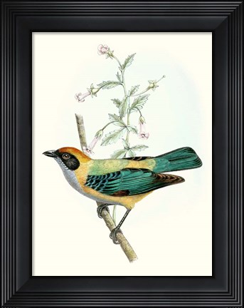 Framed On Perch II Print