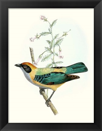 Framed On Perch II Print