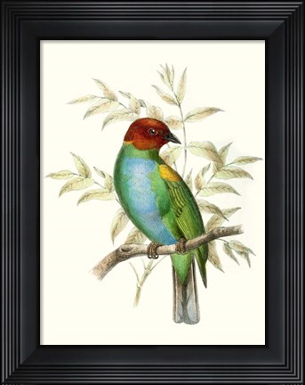 Framed On Perch IV Print