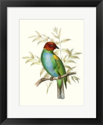 Framed On Perch IV Print