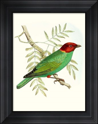 Framed On Perch V Print