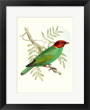 Framed On Perch V Print