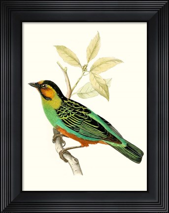 Framed On Perch VI Print