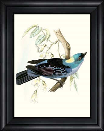 Framed On Perch VII Print