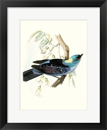 Framed On Perch VII Print