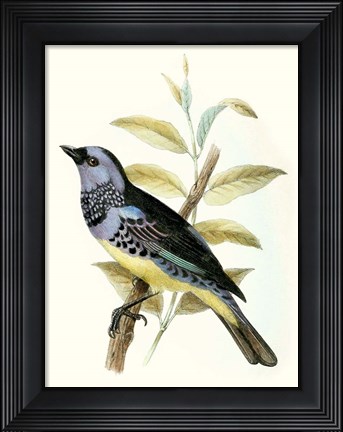 Framed On Perch VIII Print