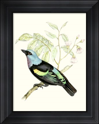 Framed On Perch X Print