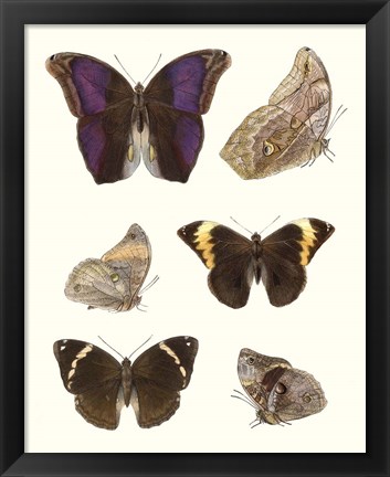 Framed Violet Butterflies II Print