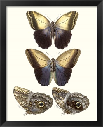 Framed Violet Butterflies III Print