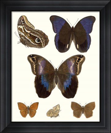 Framed Violet Butterflies IV Print