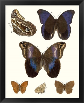 Framed Violet Butterflies IV Print