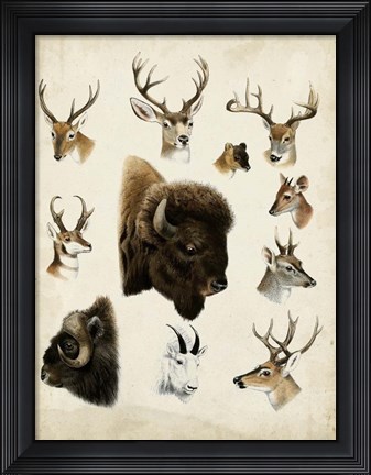 Framed Western Animal Species I Print