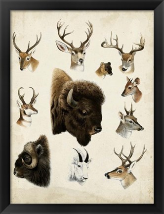 Framed Western Animal Species I Print