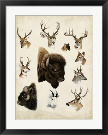 Framed Western Animal Species I Print