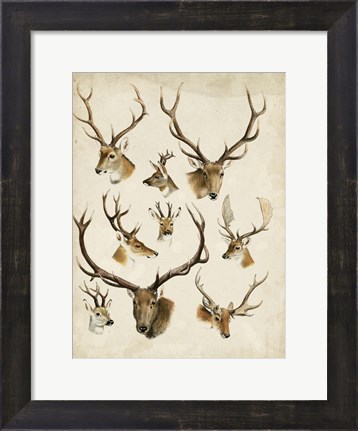 Framed Western Animal Species II Print