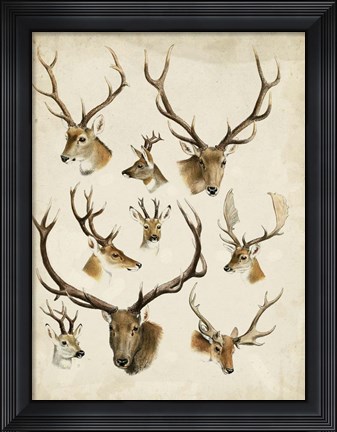 Framed Western Animal Species II Print