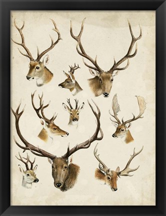 Framed Western Animal Species II Print