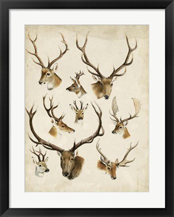 Framed Western Animal Species II Print