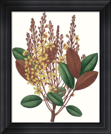 Framed Fall Foliage II Print