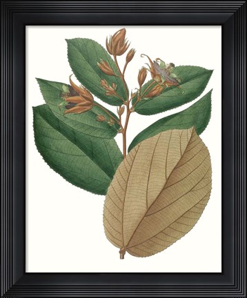 Framed Fall Foliage III Print