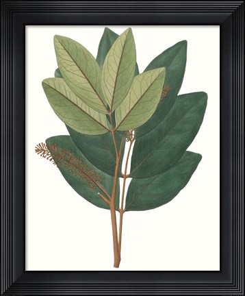 Framed Fall Foliage IV Print