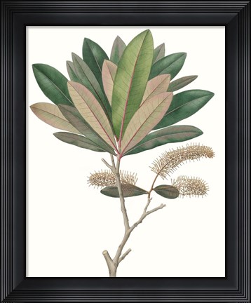 Framed Fall Foliage VI Print