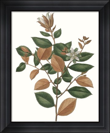 Framed Fall Foliage IX Print