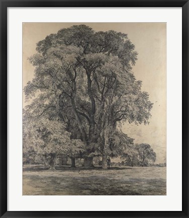 Framed Elm trees in Old Hall Park Print
