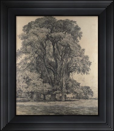 Framed Elm trees in Old Hall Park Print