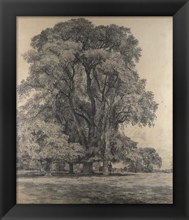 Framed Elm trees in Old Hall Park Print