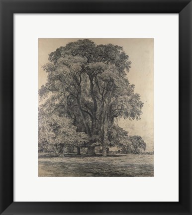 Framed Elm trees in Old Hall Park Print