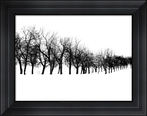 Framed Row of trees in snow Print