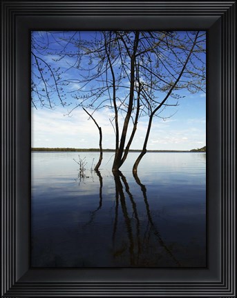 Framed Tree Petrie Island Print