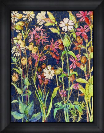 Framed Common Soapwort Wildflower Print