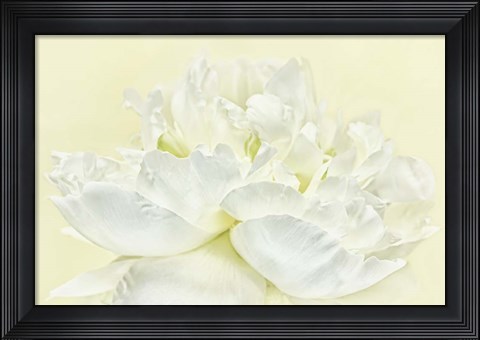 Framed Soft White Peony Print