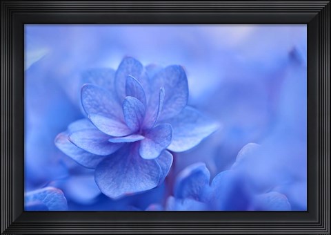 Framed Blue Hydrangea Close Up Print