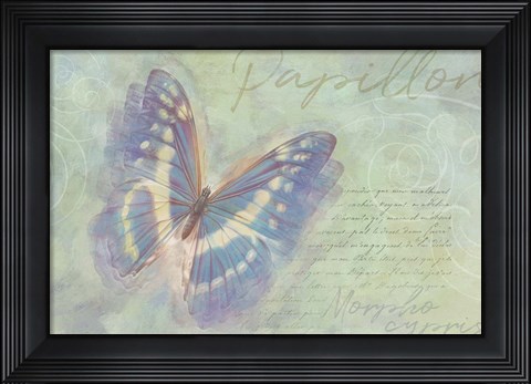 Framed Papillon Butterfly Morpho cypris Print