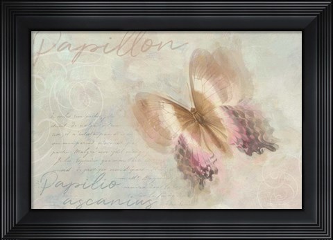 Framed Papillon Butterfly Papilio ascanius Print