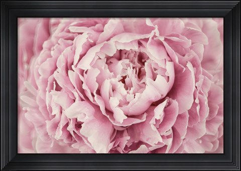 Framed Peony Flower Centre Print