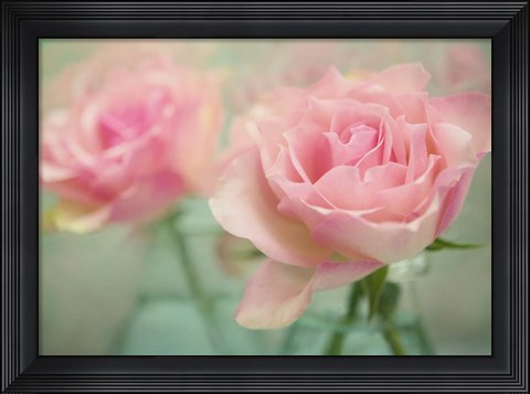 Framed Pink Roses in Glass Print