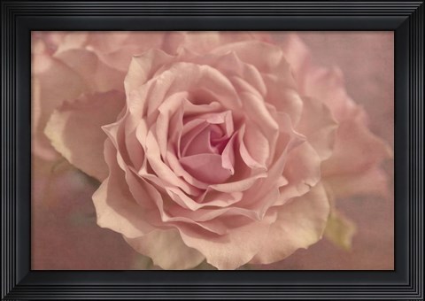 Framed Pink Roses Print