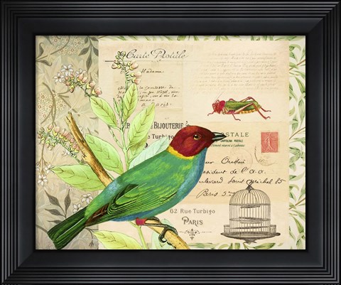 Framed Post Card Birds IV Print