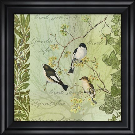 Framed Tree Birds II Flycatchers Print