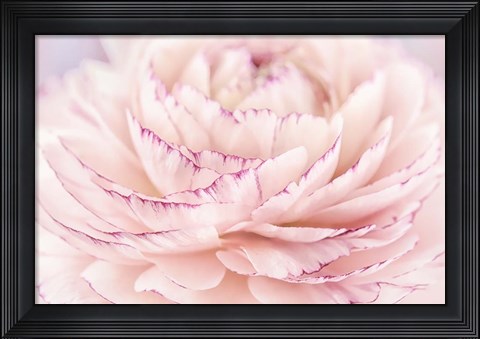 Framed Edged Ranuncullus Print