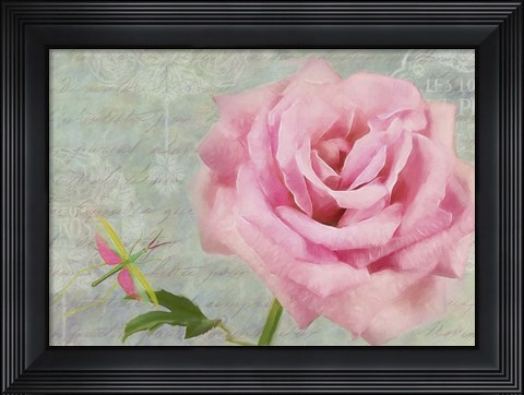 Framed Pink Rose With Grasshopper I Print