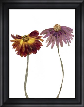 Framed Dried Flowers 16 Print