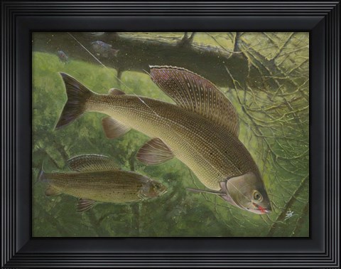 Framed Grayling Fish Print