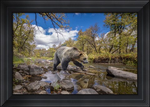 Framed Grizzly Bear Creek Print