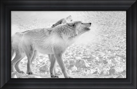 Framed On Frozen Grounds Print